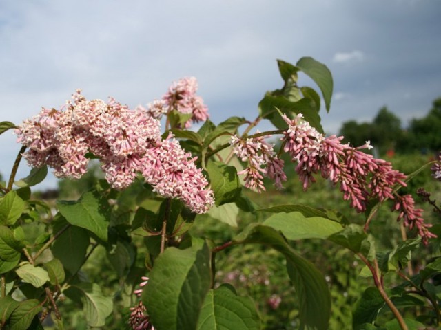 Сирень венгерская (Syringa josikaea)