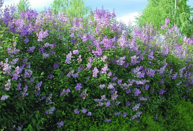 Сирень венгерская (Syringa josikaea)