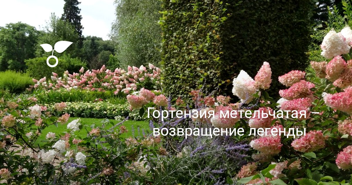 Когда сажать гортензию: время, место и особенности высадки саженцев, видео 8 самых важных вопросов о посадке и уходе за гортензией В цветнике