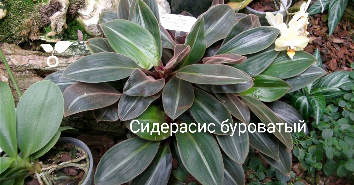 Кактусы уход в домашних условиях фото как поливать фото Кактусы уход в домашних условиях фото как поливать фото