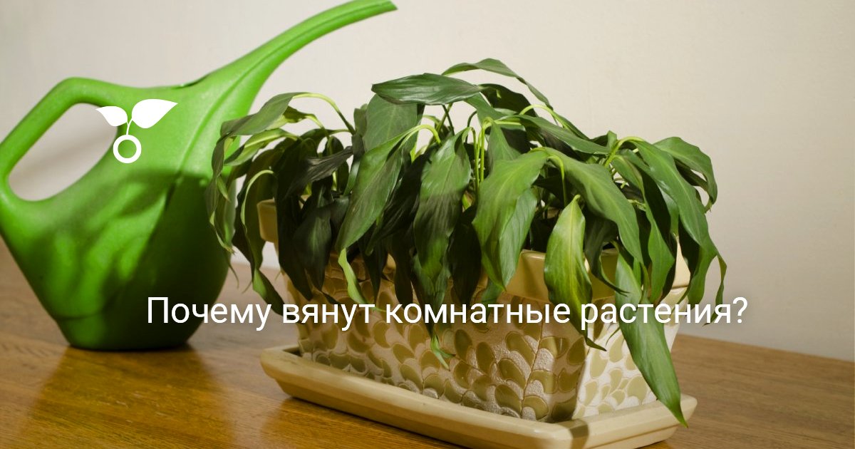 Мильтония: уход, болезни, выращивание. Советы специалистов Цветок декабрист: почему листья вялые и мягкие?