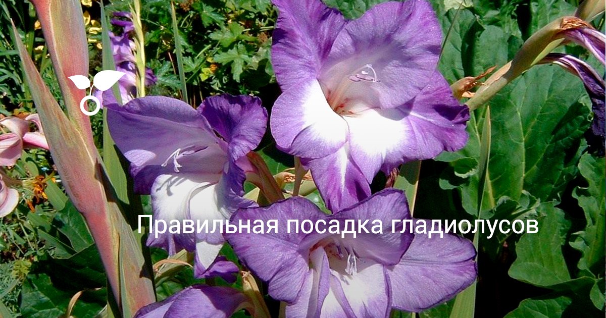 Как сажать кактусы Как сажать кактусы