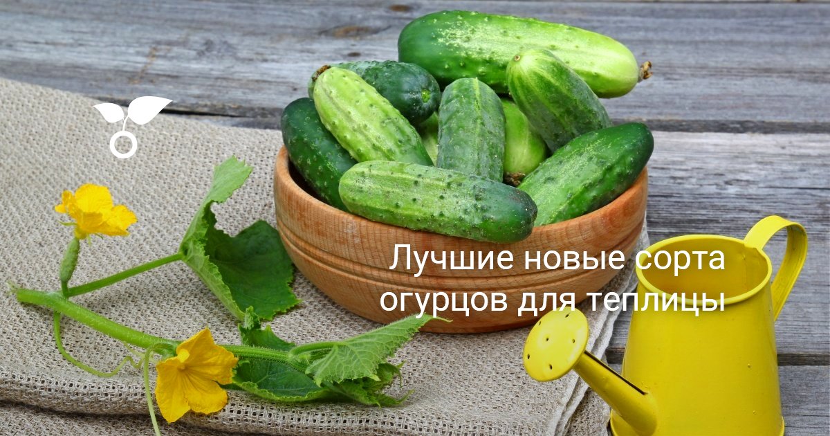 Наилучшие сорт земляники садовой Наилучшие сорт земляники садовой