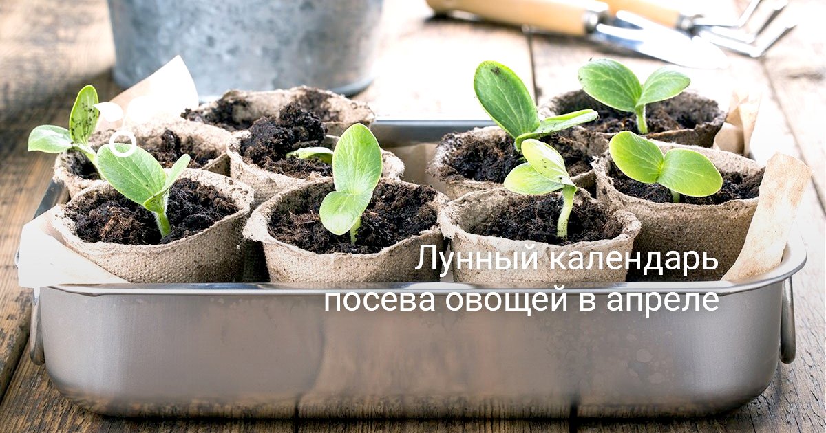 Консервирование овощей сад и огород Консервирование овощей сад и огород