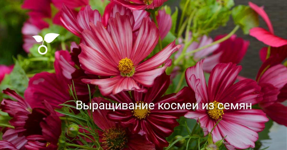 Когда сажать хвойные деревья на даче Когда сажать хвойные деревья на даче
