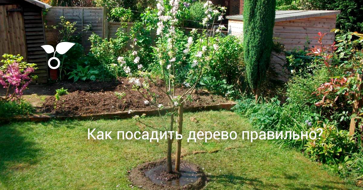 Как посадить декоративные деревья на участке Как посадить декоративные деревья на участке
