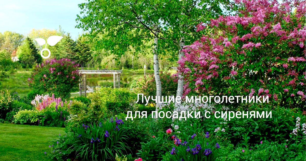 Салаты для посадки огород Салаты для посадки огород