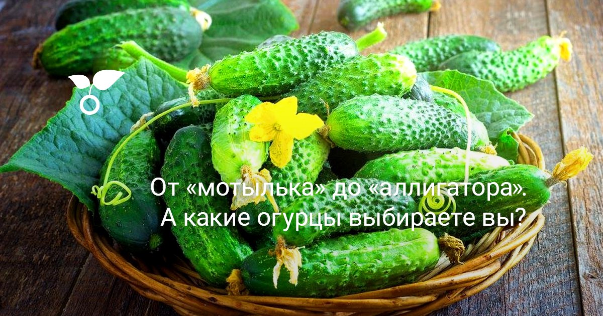 Засолка сад и огород Засолка сад и огород