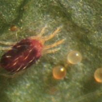 Красный паутинный клещ (Tetranychus cinnabarinus) Красный паутинный клещ (Tetranychus cinnabarinus)