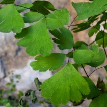 Адиантум венерин волос (Adiantum capillus-veneris) Адиантум венерин волос (Adiantum capillus-veneris)