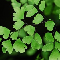 Адиантум венерин волос (Adiantum capillus-veneris) Адиантум венерин волос (Adiantum capillus-veneris)