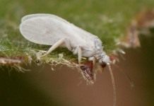 Как бороться с Белокрылкой? Белокрылка