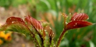Колония Зелёной розанной тли (Macrosiphum rosae) на молодом побеге розы
