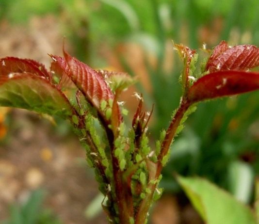 Колония Зелёной розанной тли (Macrosiphum rosae) на молодом побеге розы