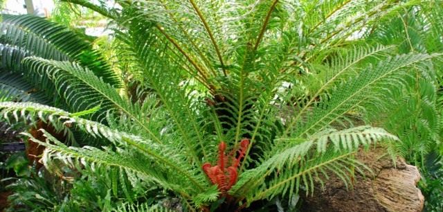 Блехнум бразильский, или Дербянка Бразильская (Blechnum brasilense) Блехнум бразильский, или Дербянка Бразильская (Blechnum brasilense)