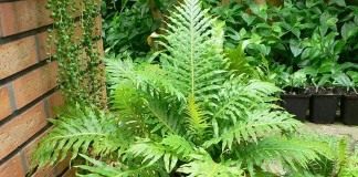 Блехнум горбатый, или Дербянка горбатая (Blechnum gibbum)