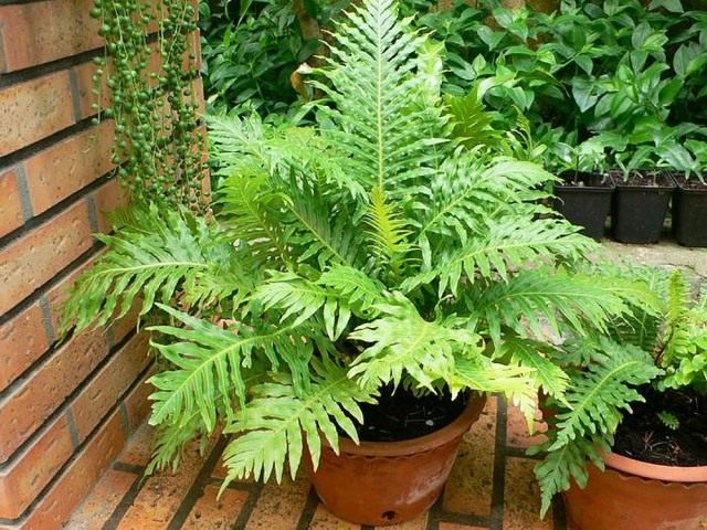 Блехнум горбатый, или Дербянка горбатая (Blechnum gibbum) Блехнум горбатый, или Дербянка горбатая (Blechnum gibbum)