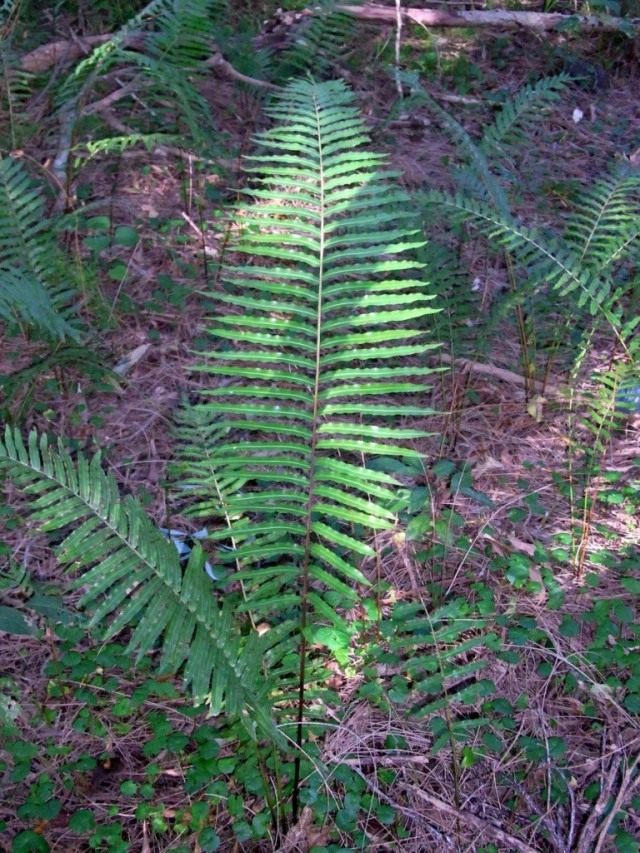 Блехнум пильчатый (Blechnum serrulatum), или Блехнум индийский (Blechnum indicum) Блехнум пильчатый (Blechnum serrulatum), или Блехнум индийский (Blechnum indicum)