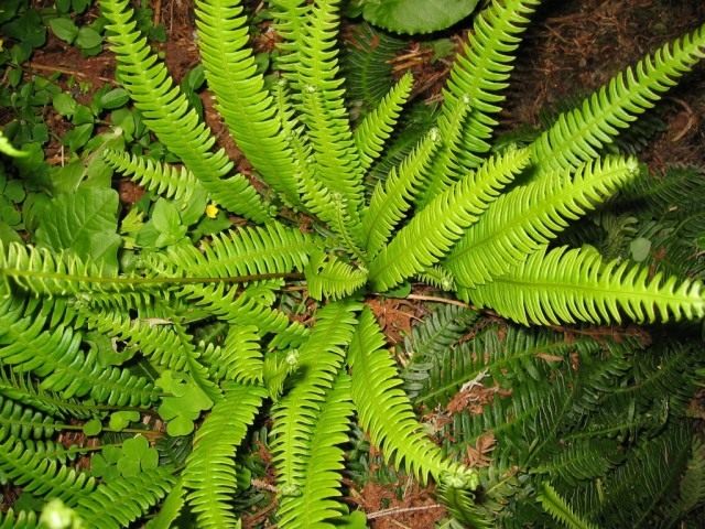 Блехнум колосистый, или Дербянка колосистая (Blechnum spicant) Блехнум колосистый, или Дербянка колосистая (Blechnum spicant)
