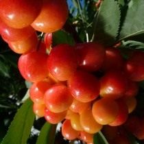 Черешня сорт "Ренье" Черешня сорт "Ренье"