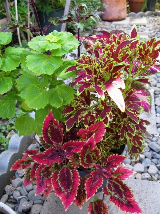 Колеус (Coleus) Колеус (Coleus)