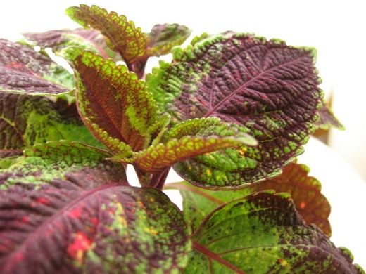 Колеус (Coleus) Колеус (Coleus)