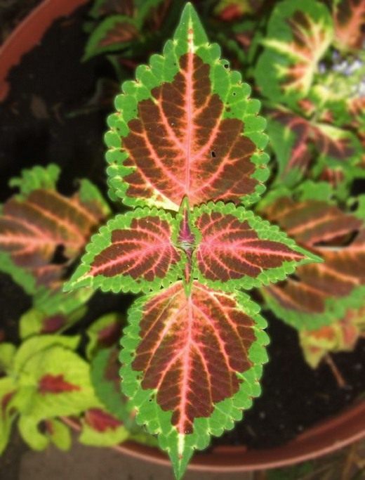 Колеус (Coleus) Колеус (Coleus)