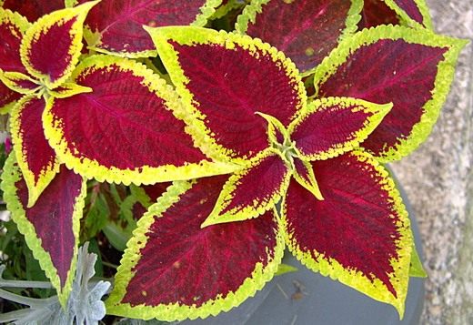 Колеус (Coleus) Колеус (Coleus)