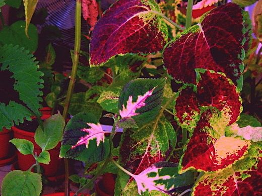 Колеус (Coleus) Колеус (Coleus)