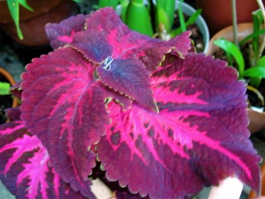 Колеус (Coleus) Колеус (Coleus)