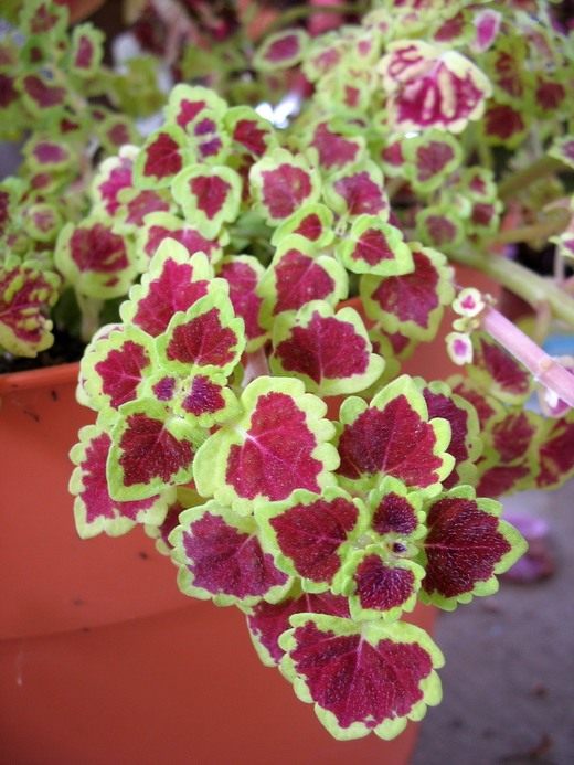 Колеус (Coleus) Колеус (Coleus)