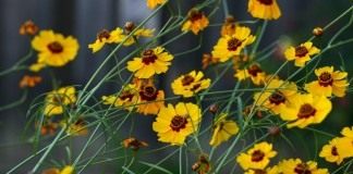 Кореопсис (Coreopsis)