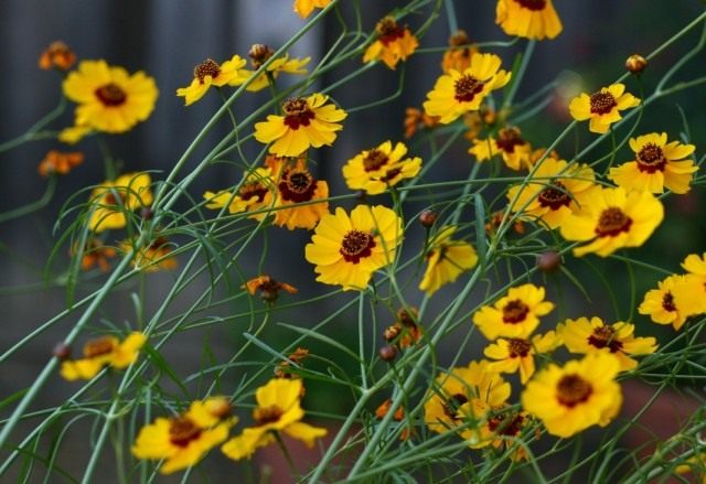 Кореопсис (Coreopsis) Кореопсис (Coreopsis)