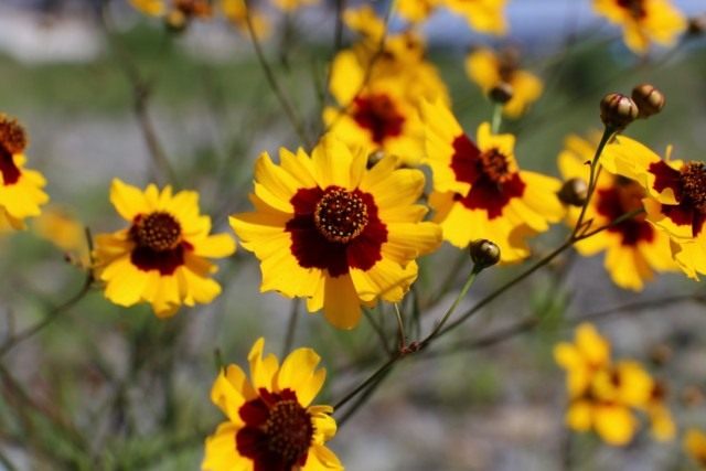 Кореопсис красильный (Coreopsis tinctoria) Кореопсис красильный (Coreopsis tinctoria)