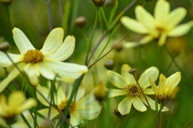Кореопсиса мутовчатый, сорт "Мунбим" (Coreopsis verticillata 'Moonbeam') Кореопсиса мутовчатый, сорт "Мунбим" (Coreopsis verticillata 'Moonbeam')