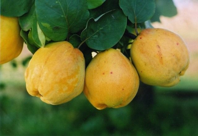 Плоды Айвы Плоды Айвы