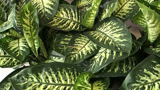 Пестролистная диффенбахия (Dieffenbachia) Пестролистная диффенбахия (Dieffenbachia)