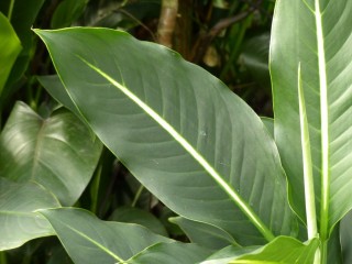 Диффенбахия Эрстеда (Dieffenbachia oerstedii) Диффенбахия Эрстеда (Dieffenbachia oerstedii)