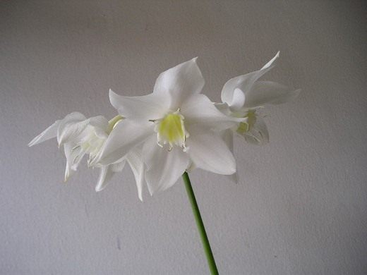 Эухарис (Eucharis)