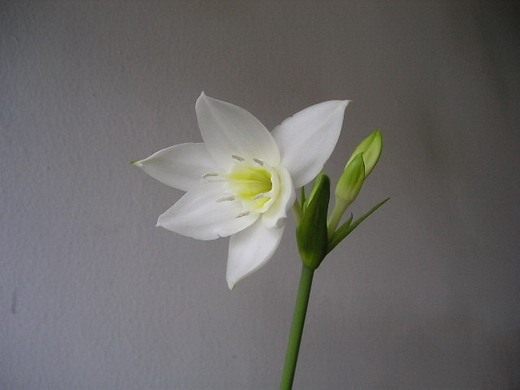 Эухарис (Eucharis)