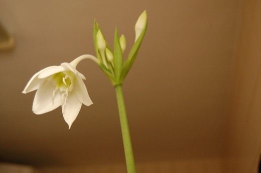 Эухарис (Eucharis)