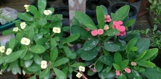 Молочай Миля (Euphorbia speciosa)