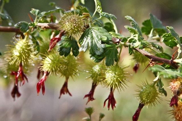 Ягоды крыжовника Роузли (Ribes roezlii) Ягоды крыжовника Роузли (Ribes roezlii)