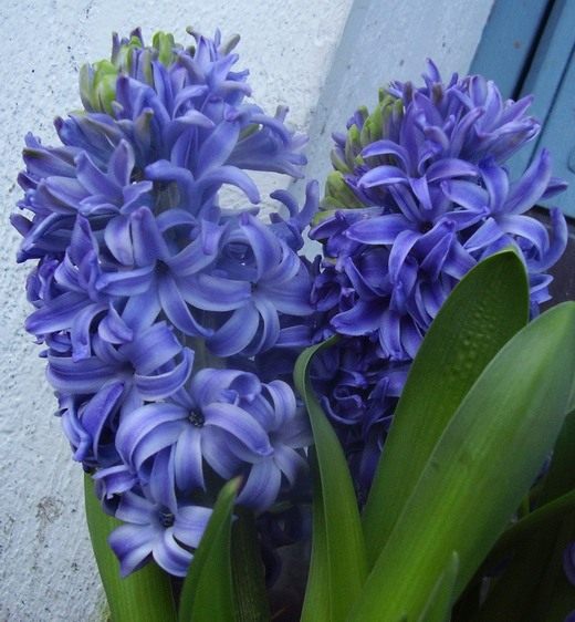 Гиацинт (Hyacinth)