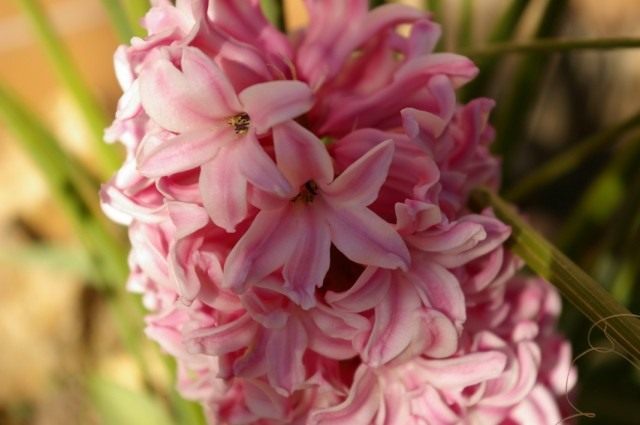 Гиацинт (Hyacinthus) Гиацинт (Hyacinthus)