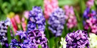 Гиацинт (Hyacinthus)