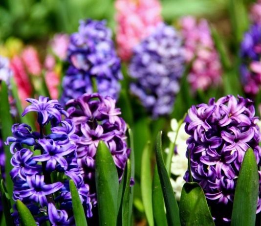 Гиацинт (Hyacinthus)