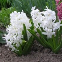 Гиацинт восточный "Карнеги" (Hyacinthus orientalis 'Carnegie') Гиацинт восточный "Карнеги" (Hyacinthus orientalis 'Carnegie')