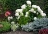 Гортензия древовидная "Анабель" (Hydrangea arborescens 'Annabelle')