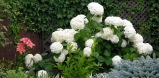 Гортензия древовидная "Анабель" (Hydrangea arborescens 'Annabelle')